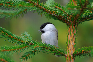 Sumpfmeise oder Nonnenmeise (Poecile palustris) in Schweden