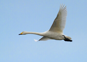Cygnus cygnus, Sångsvan, whooper swan