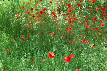 Fototapeta premium Campo de amapolas