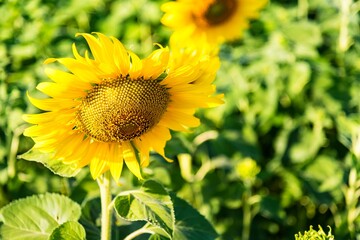 Fototapeta premium Beautiful blooming sunflower on a background field of sunflowers.Sunflowers have abundant health benefits. Sunflower oil improves skin health and promote cell regeneration.Selective focus
