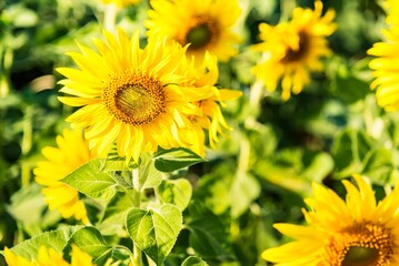 Beautiful blooming sunflower on a background field of sunflowers.Sunflowers have abundant health benefits. Sunflower oil improves skin health and promote cell regeneration.Selective focus