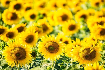 Fototapeta premium Beautiful blooming sunflower on a background field of sunflowers.Sunflowers have abundant health benefits. Sunflower oil improves skin health and promote cell regeneration.Selective focus