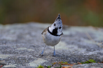 Haubenmeise ( Lophophanes cristatus, Parus cristatus ) in Schweden