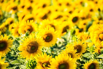Obraz premium Beautiful blooming sunflower on a background field of sunflowers.Sunflowers have abundant health benefits. Sunflower oil improves skin health and promote cell regeneration.Selective focus