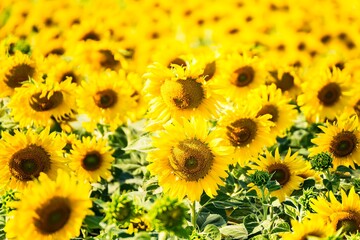 Naklejka premium Beautiful blooming sunflower on a background field of sunflowers.Sunflowers have abundant health benefits. Sunflower oil improves skin health and promote cell regeneration.Selective focus