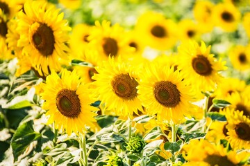 Beautiful blooming sunflower on a background field of sunflowers.Sunflowers have abundant health benefits. Sunflower oil improves skin health and promote cell regeneration.Selective focus