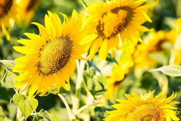 Beautiful blooming sunflower on a background field of sunflowers.Sunflowers have abundant health benefits. Sunflower oil improves skin health and promote cell regeneration.Selective focus