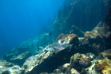 Naklejka na ściany i meble Whitespotted Eagle Ray (Aetobatus ocellatus) swimming between the reef rocks