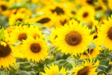 Fototapeta premium Beautiful blooming sunflower on a background field of sunflowers.Sunflowers have abundant health benefits. Sunflower oil improves skin health and promote cell regeneration.Selective focus