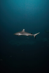 Whitetip reef shark Maldives