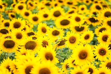 Fototapeta premium Beautiful blooming sunflower on a background field of sunflowers.Sunflowers have abundant health benefits. Sunflower oil improves skin health and promote cell regeneration.Selective focus