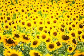 Beautiful blooming sunflower on a background field of sunflowers.Sunflowers have abundant health benefits. Sunflower oil improves skin health and promote cell regeneration.Selective focus
