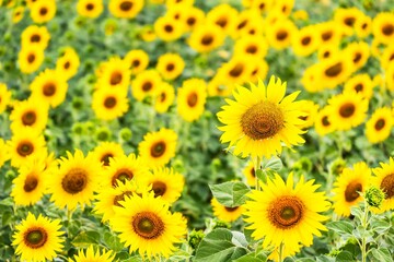 Fototapeta na wymiar Beautiful blooming sunflower on a background field of sunflowers.Sunflowers have abundant health benefits. Sunflower oil improves skin health and promote cell regeneration.Selective focus