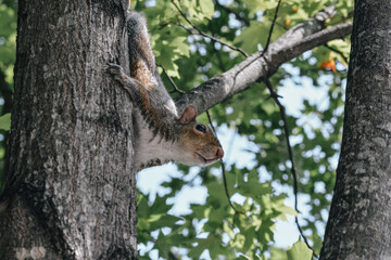 squirrel on tree
