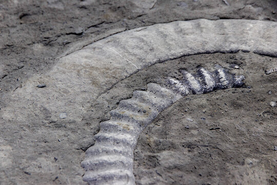 Kalkskelett Bilder Durchsuchen 1,818 Archivfotos, und