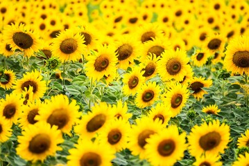 Beautiful blooming sunflower on a background field of sunflowers.Sunflowers have abundant health benefits. Sunflower oil improves skin health and promote cell regeneration.Selective focus
