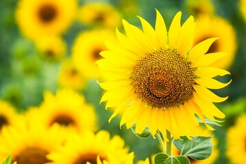 Beautiful blooming sunflower on a background field of sunflowers.Sunflowers have abundant health benefits. Sunflower oil improves skin health and promote cell regeneration.Selective focus