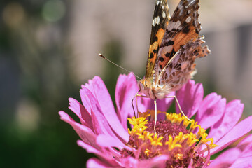 butterfly on flower