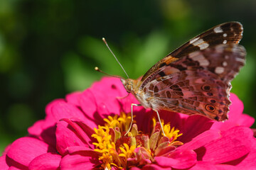 butterfly on flower