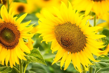 Beautiful blooming sunflower on a background field of sunflowers.Sunflowers have abundant health benefits. Sunflower oil improves skin health and promote cell regeneration.Selective focus
