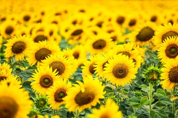 Beautiful blooming sunflower on a background field of sunflowers.Sunflowers have abundant health benefits. Sunflower oil improves skin health and promote cell regeneration.Selective focus