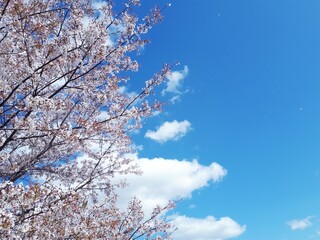 blooming tree
