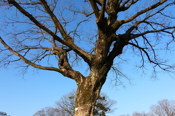 Nature Scenic Area of Jinju Castle Park in Korea