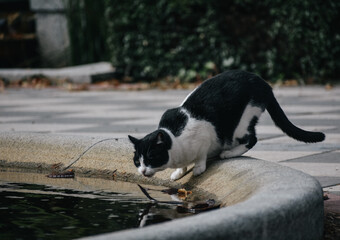 a street cat