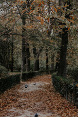 path in autumn forest