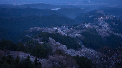 Fototapeta premium 奈良県 吉野山 花矢倉展望台 桜