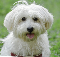 white maltese puppy