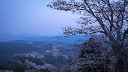 奈良県 吉野山 花矢倉展望台 桜