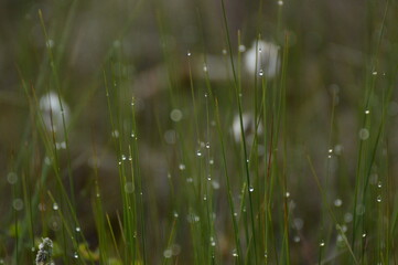 Morning dew on grass
