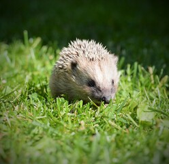 Little curious Hedgehog on a green grass