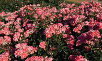 Landscaping and garden design. Spring blooming roses in the park. View of Rosa Jardins de France flower bed flower clusters of fuchsia, pink and white petals blossoming in the garden.