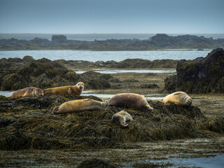 Seals sitting on the sea grass covered rock in Iceland