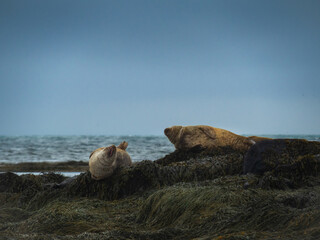 Wild seals on the rocks in the Icelandic nature