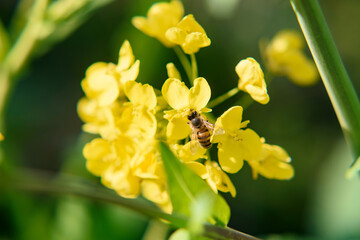 菜の花の蜜を求めて
