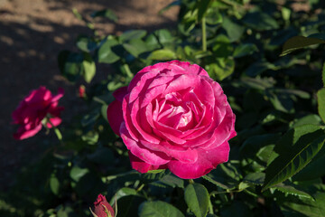 Beautiful hybrid rose spring blooming in the park. Closeup view of Rosa Caprice de Meilland, green leaves and pink petals blossom in the garden.
