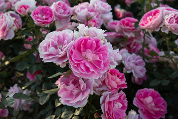 Exotic Floribunda hybrid roses blooming in the park. Closeup view of Rosa Dynastie beautiful flowers of pink, fuchsia and white petals, blossoming in the garden.