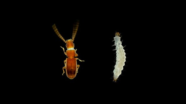 Larva and beetle pest Cryptolestes sp. under the microscope, family Laemophloeidae, Order Coleoptera. It feeds on flour and flour products, cereals, grain and grain products.
