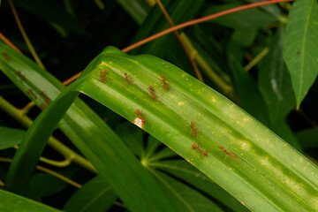 dew and ants on a leaf