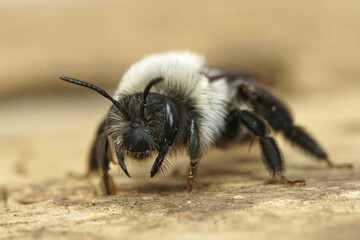 Although looking threatening , the grey mining bee ( Andrena vaga) is totally harmless, this springtime  mining bee specializes on collecting pollen from Willow ( Salix species ) only