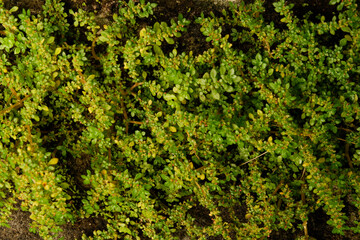 green moss background