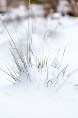 Grass in Snow