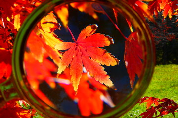 もみじ（虫眼鏡）