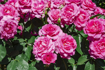 満開のたくさんの薔薇