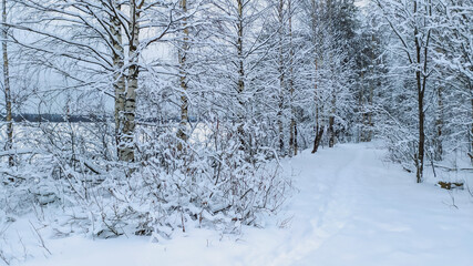 Russia, Karelia, Kostomuksha. The winter road goes between the birches. December 27, 2020.