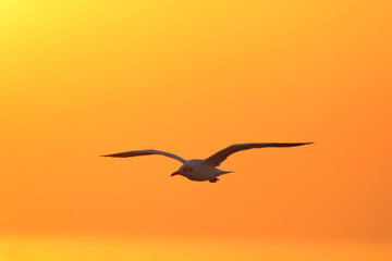 Beautiful seagull flying in the sky, Nature background