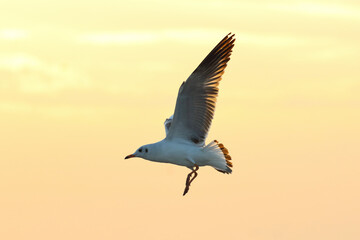 Beautiful seagull flying in the sky, Nature background